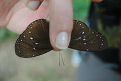 Euploea eunice