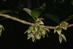 Crossostylis seberti