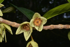 Crossostylis seberti