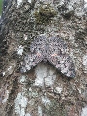 Hamadryas feronia farinulenta