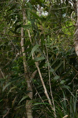 Flagellaria