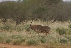Oryx beisa callotis