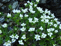 Veronica colostylis