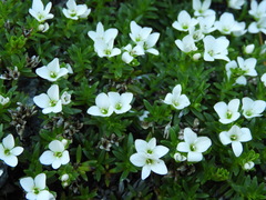 Veronica colostylis