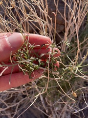 Pleurocoronis pluriseta