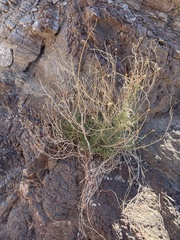 Pleurocoronis pluriseta