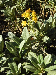 Brachyglottis revoluta