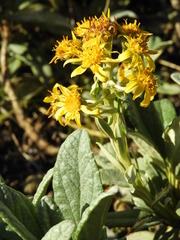 Brachyglottis revoluta