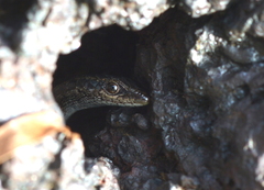 Cryptoblepharus novocaledonicus