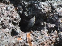 Cryptoblepharus novocaledonicus