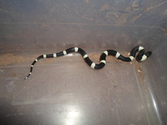 Rhinocheilus antonii