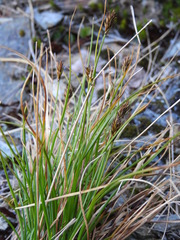 Carex cephalotes
