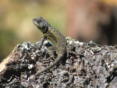 Sceloporus palaciosi
