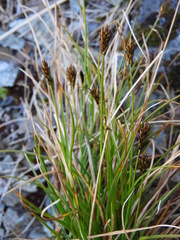 Carex cephalotes