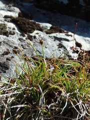 Carex cephalotes