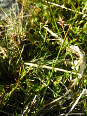 Carex cephalotes