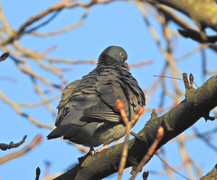 Columba palumbus