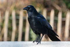 Corvus corone