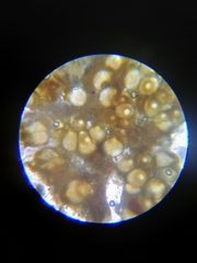 Trichoderma pulvinatum