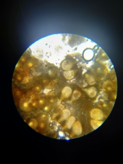 Trichoderma pulvinatum