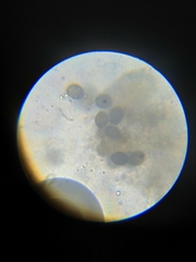 Trichoderma pulvinatum