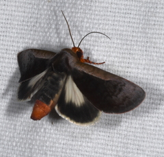 Hemicephalis