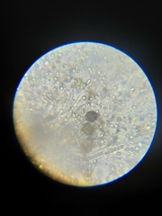 Trichoderma pulvinatum
