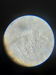Trichoderma pulvinatum