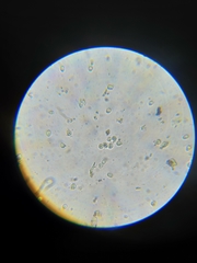 Trichoderma pulvinatum