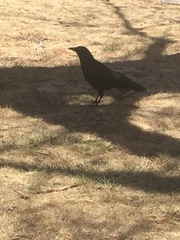 Corvus brachyrhynchos