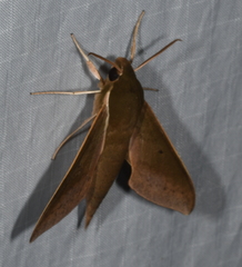 Xylophanes porcus