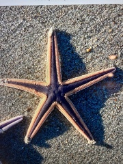 Astropecten articulatus