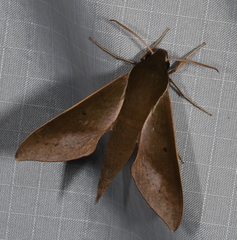 Xylophanes porcus