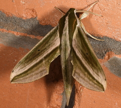 Xylophanes isaon