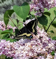 Papilio indra