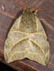 Austrolippa cruenta