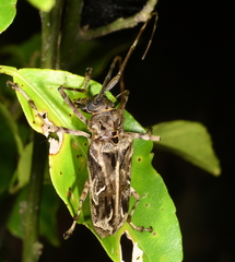 Macropophora accentifer