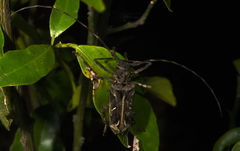 Macropophora accentifer