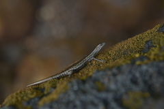 Cryptoblepharus novocaledonicus
