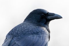 Corvus corone