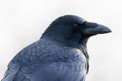 Corvus corone