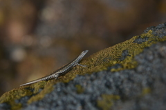 Cryptoblepharus novocaledonicus