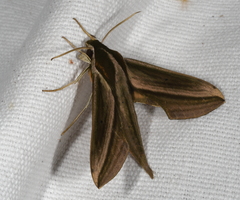 Xylophanes isaon