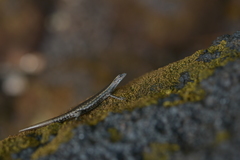 Cryptoblepharus novocaledonicus