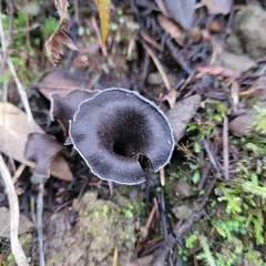 Craterellus calicornucopioides