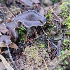 Craterellus calicornucopioides