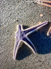 Astropecten articulatus