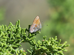 Callophrys loki