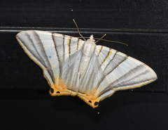 Phrygionis platinata