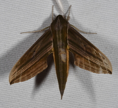 Xylophanes indistincta